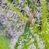 Sweet Mandarine Zkittlez XL Auto AUSVERKAUF