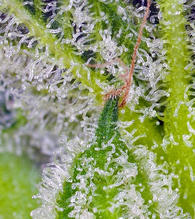 Sweet Mandarine Zkittlez XL Auto AUSVERKAUF