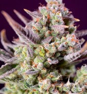 Sweet Zenzation XL Auto AUSVERKAUF