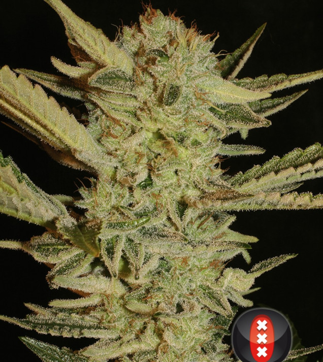 Bubble Gum AUSVERKAUF
