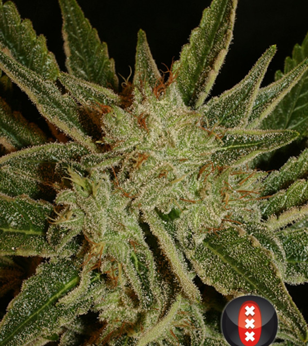 Bubble Gum AUSVERKAUF