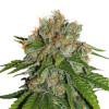 Amnesia Auto AUSVERKAUF