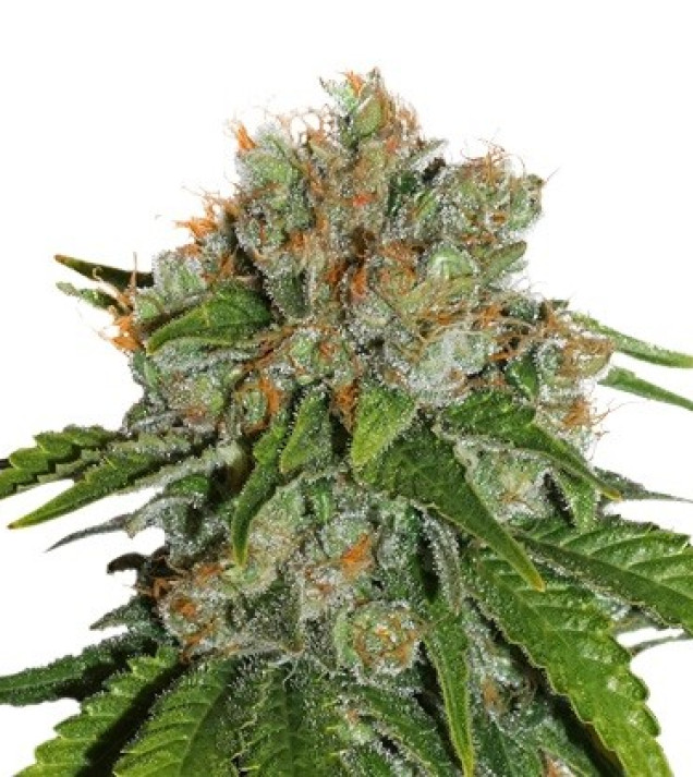 Amnesia Auto AUSVERKAUF