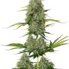 BCN Critical XXL Auto AUSVERKAUF