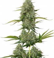 BCN Critical XXL Auto AUSVERKAUF