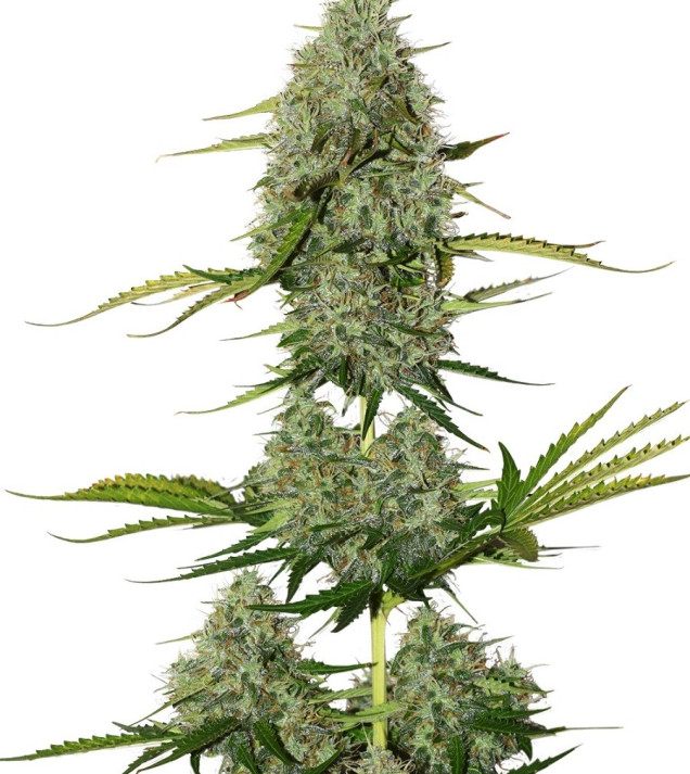 BCN Critical XXL Auto AUSVERKAUF