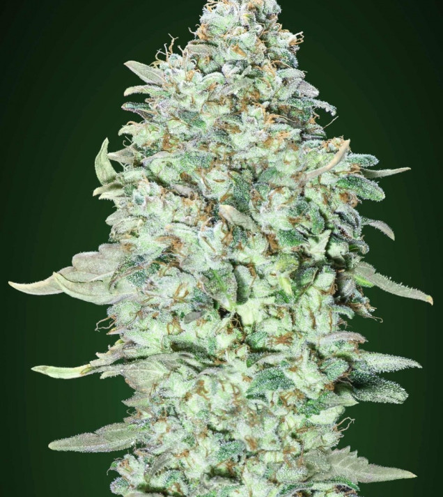 OG Kush SFV AUSVERKAUF
