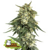 BCN Critical XXL Fast AUSVERKAUF