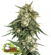 BCN Critical XXL Fast AUSVERKAUF