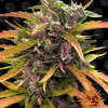 Gorilla G. Auto AUSVERKAUF