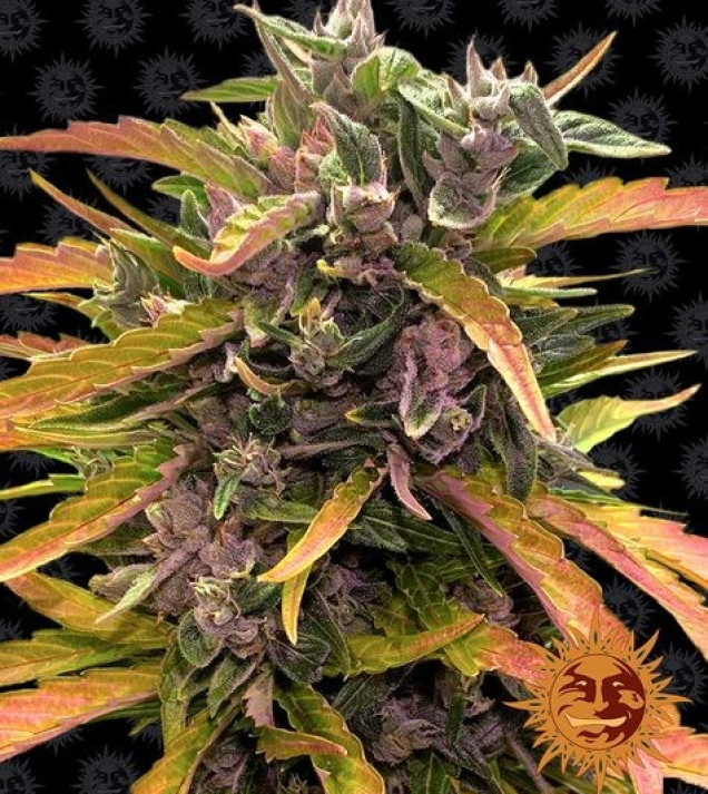Gorilla G. Auto AUSVERKAUF
