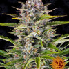 Gorilla Zkittlez Auto AUSVERKAUF