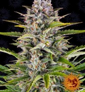 Gorilla Zkittlez Auto AUSVERKAUF