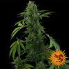 Pineapple Express Auto AUSVERKAUF