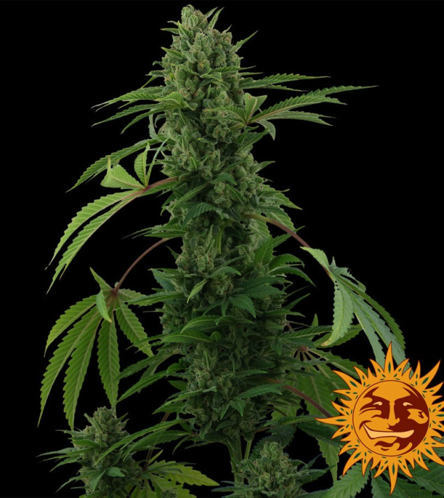 Pineapple Express Auto AUSVERKAUF