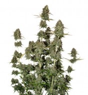 BCN Power Plant Auto AUSVERKAUF