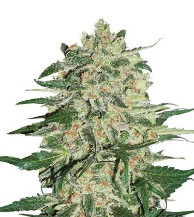 Big Bud AUSVERKAUF