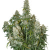 Big Bud Auto AUSVERKAUF