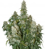 Big Bud Auto AUSVERKAUF