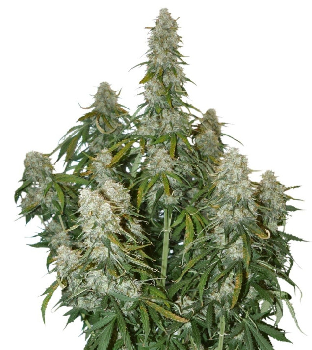 Big Bud Auto AUSVERKAUF