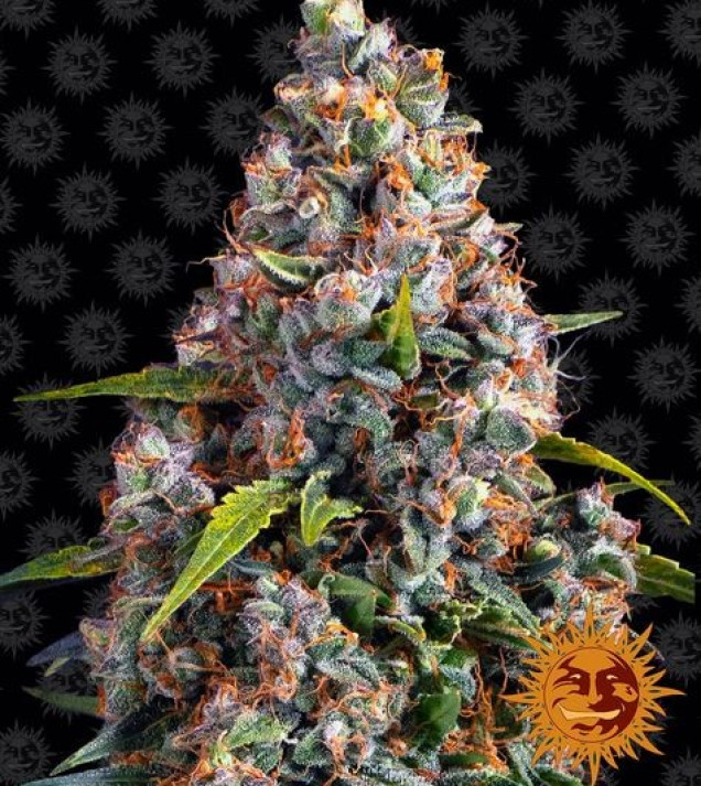 Strawberry Cheesecake Auto AUSVERKAUF