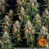 Strawberry Cheesecake Auto AUSVERKAUF