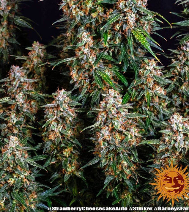 Strawberry Cheesecake Auto AUSVERKAUF
