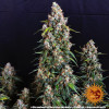 Strawberry Cheesecake Auto AUSVERKAUF