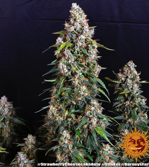 Strawberry Cheesecake Auto AUSVERKAUF