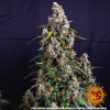 Strawberry Cheesecake Auto AUSVERKAUF