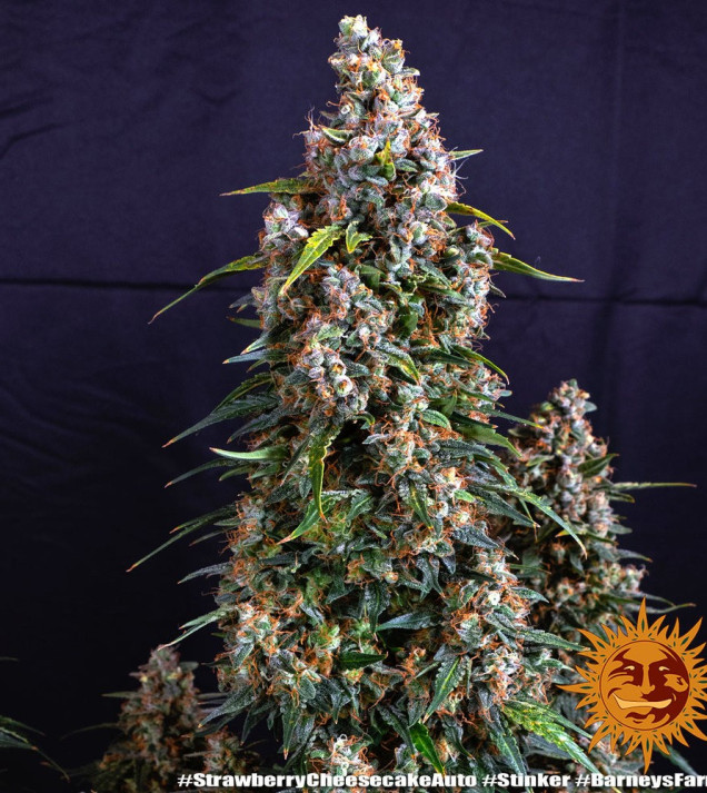 Strawberry Cheesecake Auto AUSVERKAUF