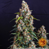 Strawberry Cheesecake Auto AUSVERKAUF