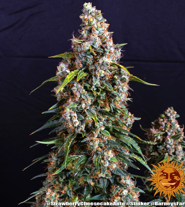 Strawberry Cheesecake Auto AUSVERKAUF