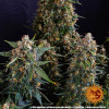 Strawberry Cheesecake Auto AUSVERKAUF