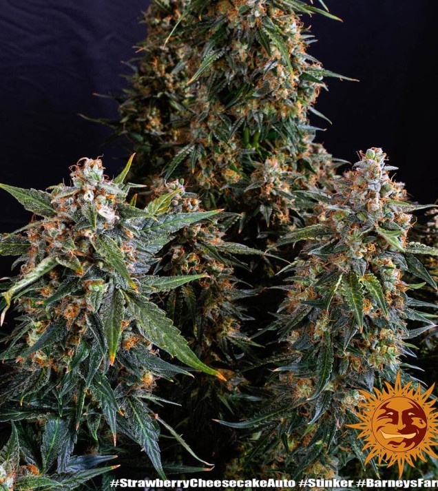 Strawberry Cheesecake Auto AUSVERKAUF