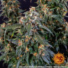 Strawberry Cheesecake Auto AUSVERKAUF