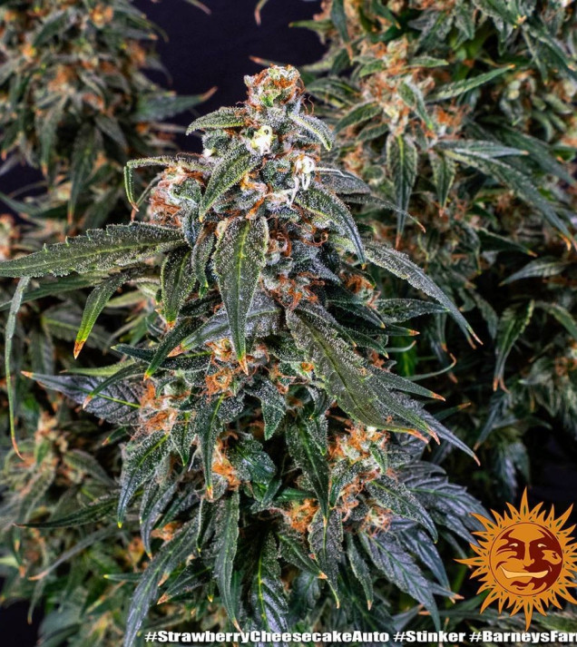 Strawberry Cheesecake Auto AUSVERKAUF