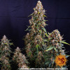 Strawberry Cheesecake Auto AUSVERKAUF