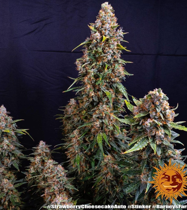 Strawberry Cheesecake Auto AUSVERKAUF