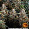 Strawberry Cheesecake Auto AUSVERKAUF