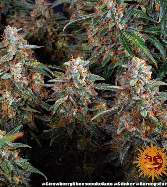 Strawberry Cheesecake Auto AUSVERKAUF