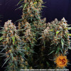 Strawberry Cheesecake Auto AUSVERKAUF