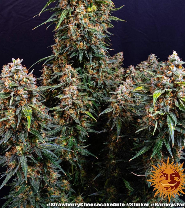 Strawberry Cheesecake Auto AUSVERKAUF