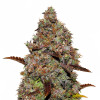 Gelato 41 AUSVERKAUF