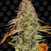 Zkittlez OG Auto AUSVERKAUF