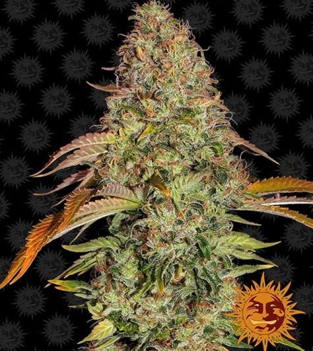 Zkittlez OG Auto AUSVERKAUF
