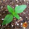 Zkittlez OG Auto AUSVERKAUF