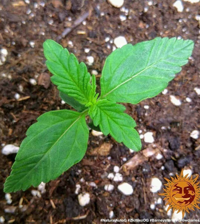 Zkittlez OG Auto AUSVERKAUF