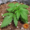 Zkittlez OG Auto AUSVERKAUF