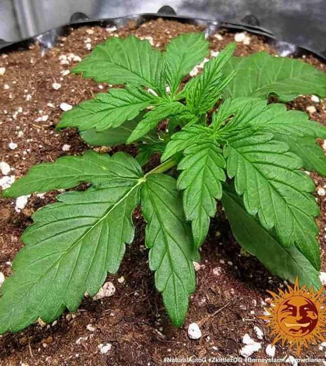 Zkittlez OG Auto AUSVERKAUF